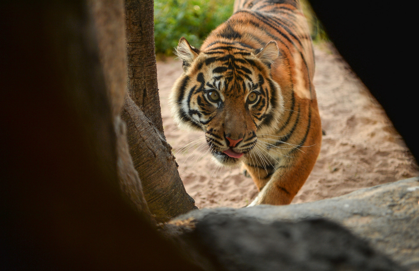 Sumatran Tiger Kasarna