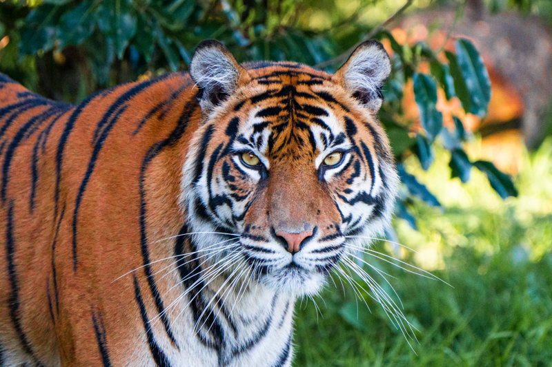 A Sumatran tiger looking into the camera