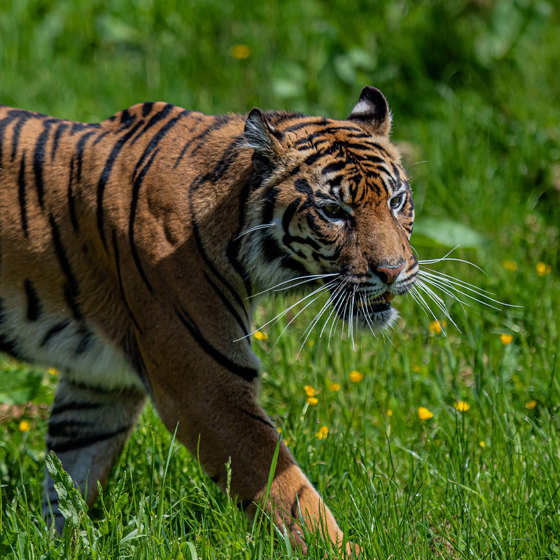 Sumatran Tiger Walking