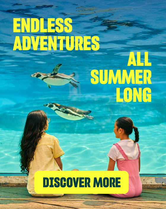 Summer Carousel Header