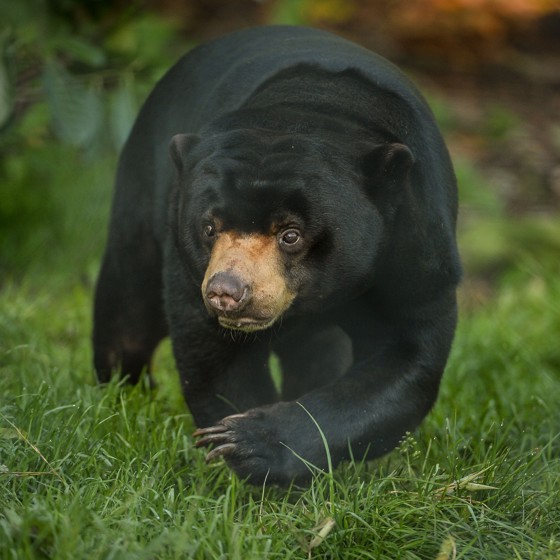 Sun Bear Adopt An Animal