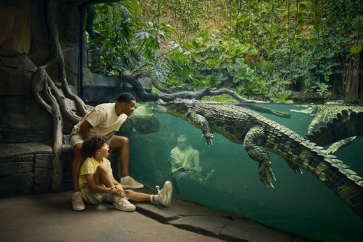 Sunda Gharial Crocodile Resized