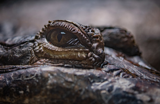 Sunda Gharial Crocodile