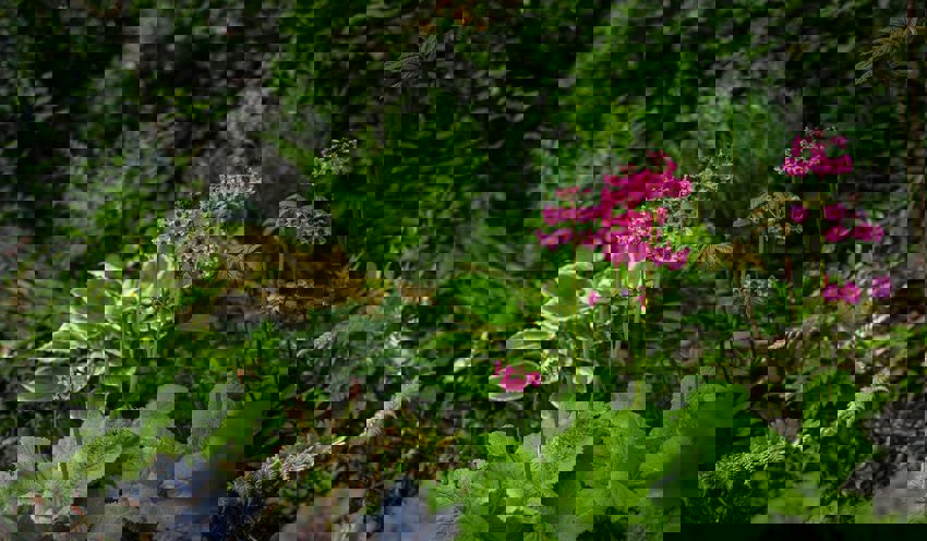 Sunken Garden Habitat At The Zoo 2014 Horticulture And Botany Desktop2 1400X817 1