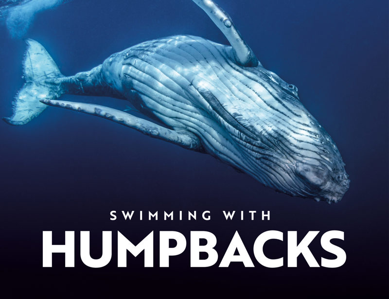 Swimming With Humpbacks VR Title