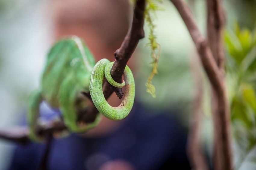Tail Of A Chameleon