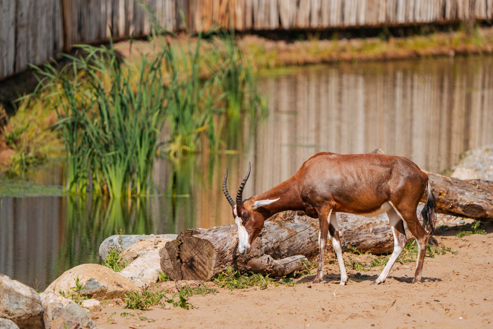 The Reserve At Chester Zoo Is Set To Welcome Its First Guests This August14