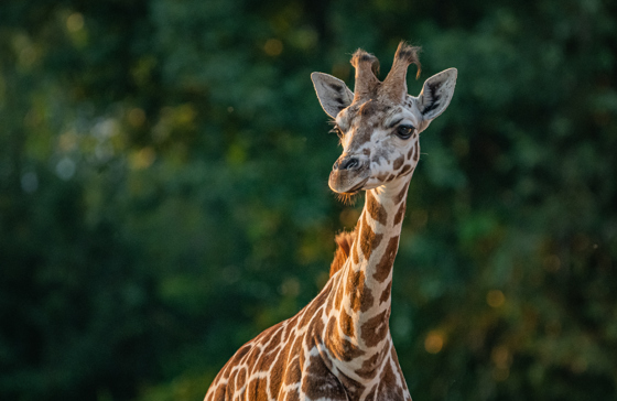 The Reserve At Chester Zoo Northern Giraffes (1)