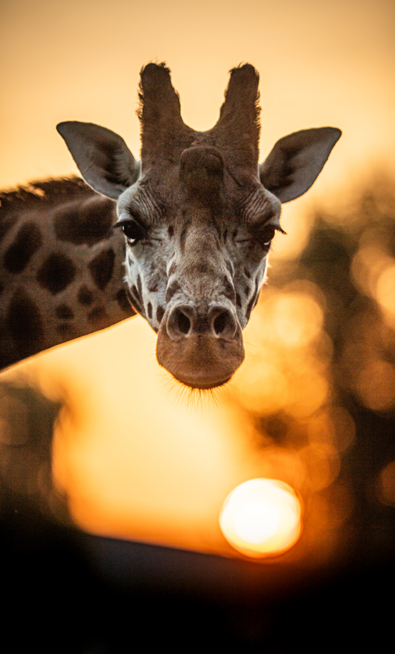 The Reserve At Chester Zoo Northern Giraffes (6)