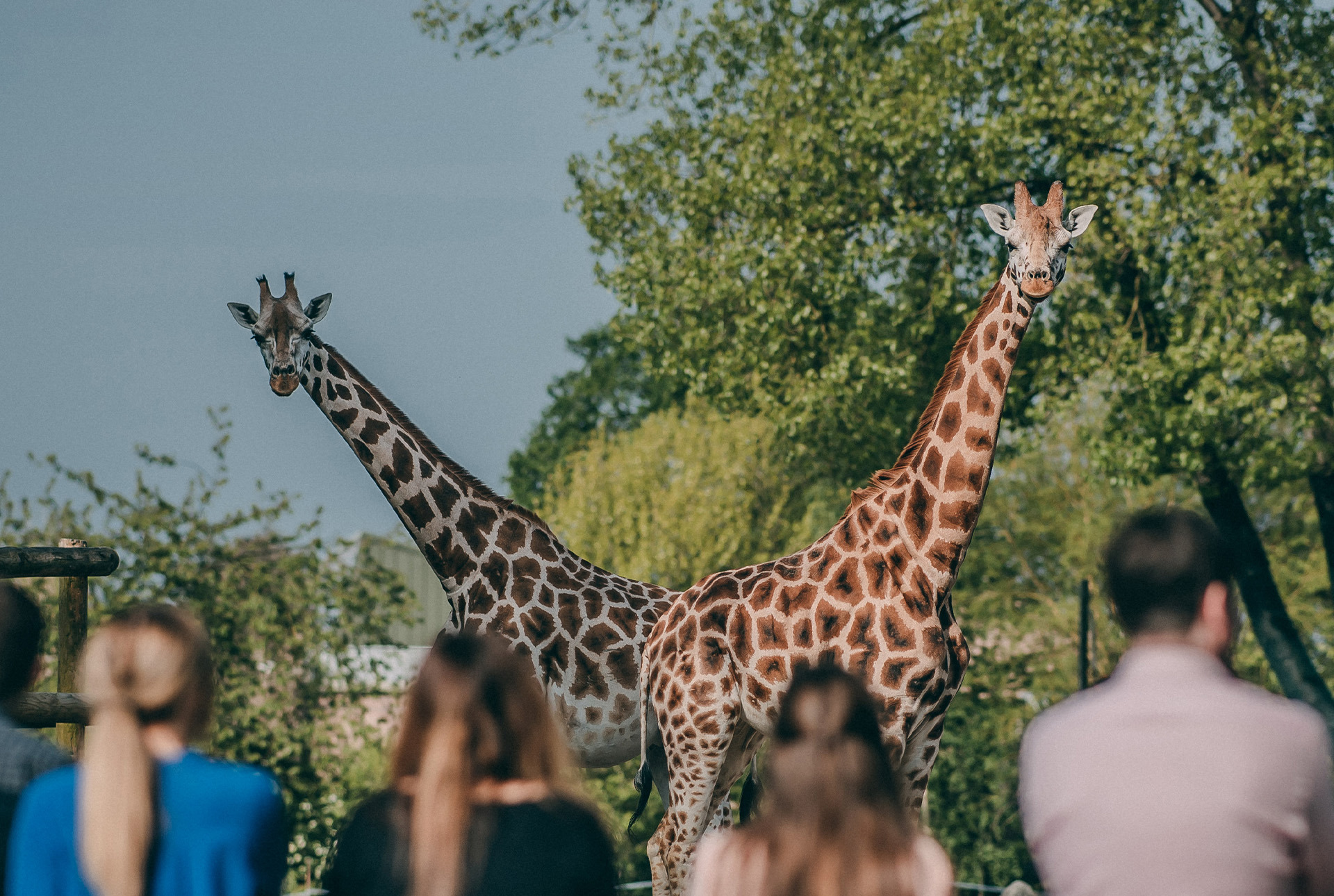The Reserve Giraffe Get Up Close, And Create Magical Memories