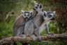 Three Ring Tailed Lemurs On A Branch