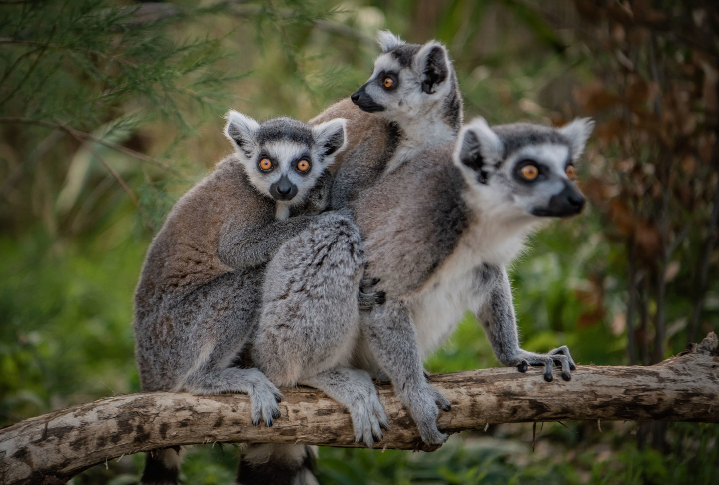 Three Ring Tailed Lemurs On A Branch