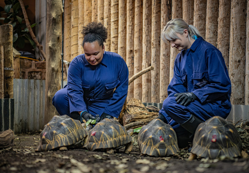 Tortoise Experience 14