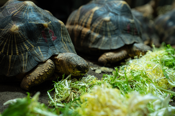Tortoises Eating Greens