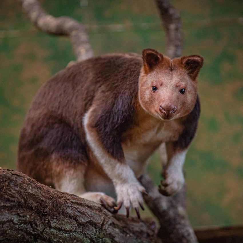 Tree Kangaroo Square Scaled