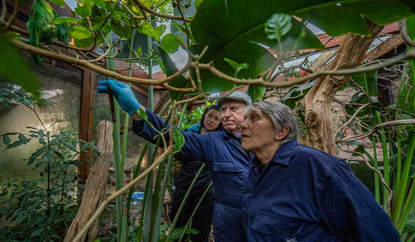Tropical Adventure In The Chameleon Habitat