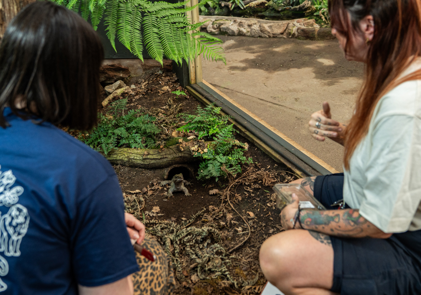 Tuatara Experience 14