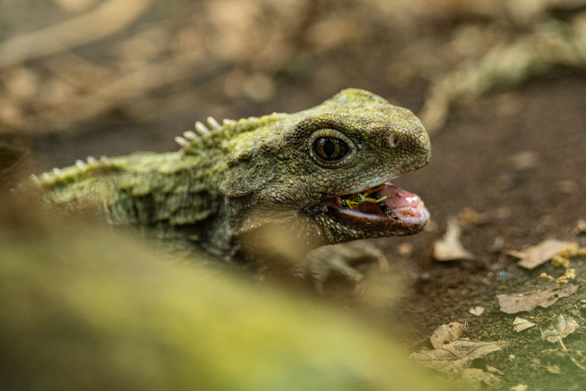 Tuatara Experience 42