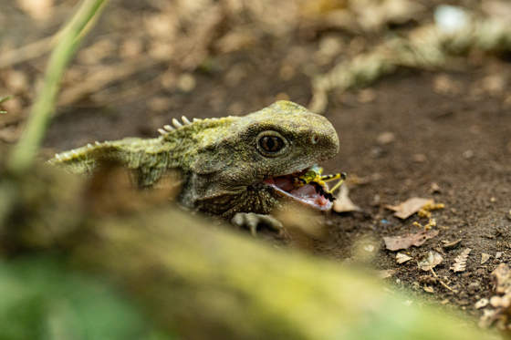 Tuatara Experience 43