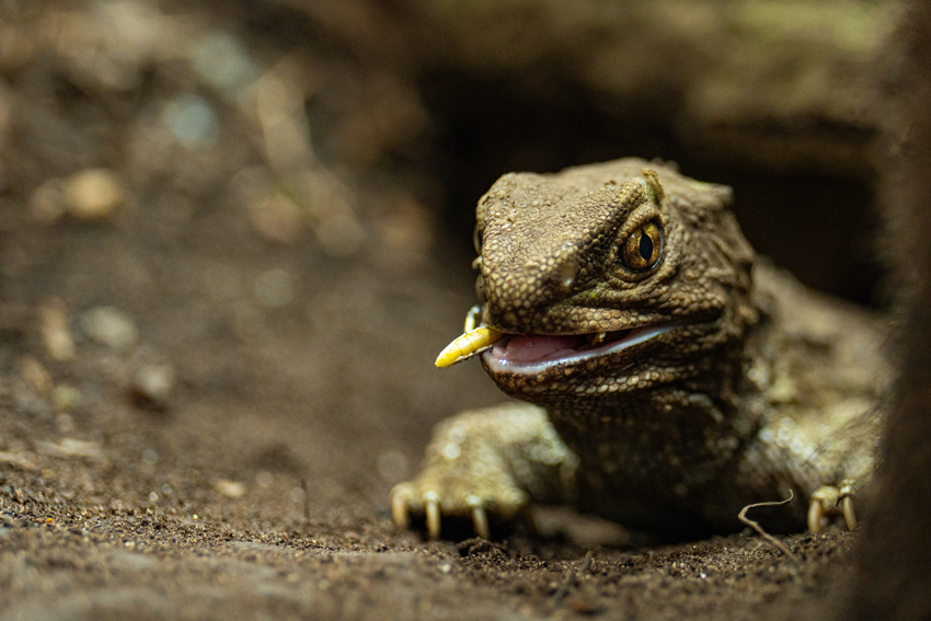 Tuatara Experience 45