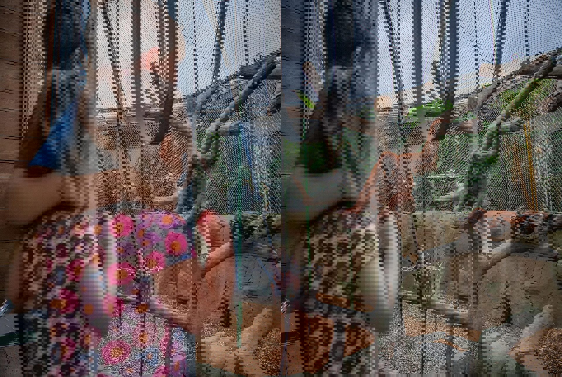 Two Children Looking Into Orangutan Habitat