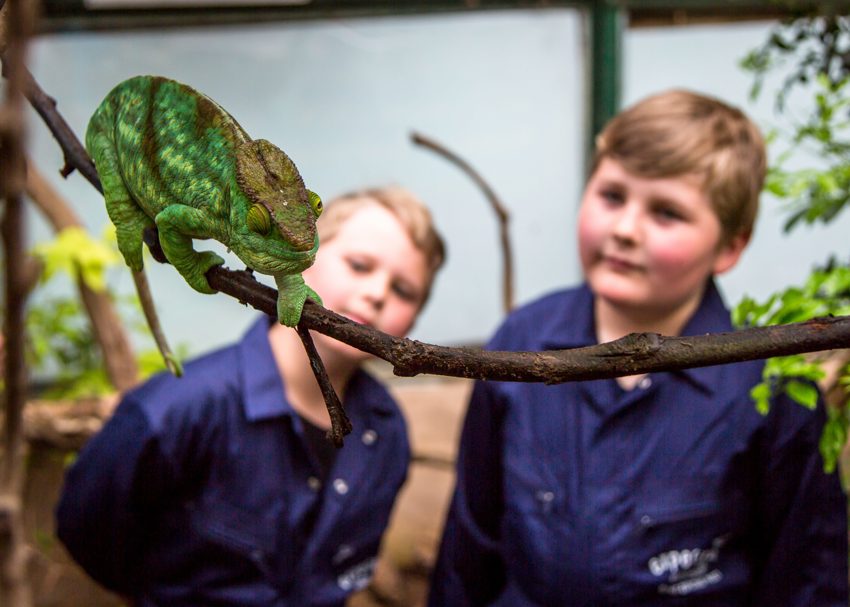 Two Young Chameleon Experience Participants
