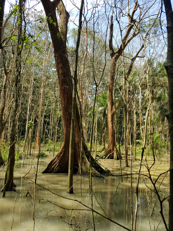 Uganda Forest Swamp