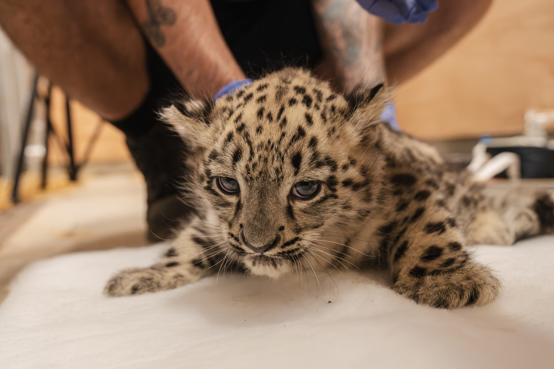 Vet Health Check Reveals Sex Of Viral Snow Leopard Cub At Chester Zoo As Female4