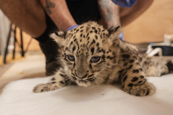 Vet Health Check Reveals Sex Of Viral Snow Leopard Cub At Chester Zoo As Female4