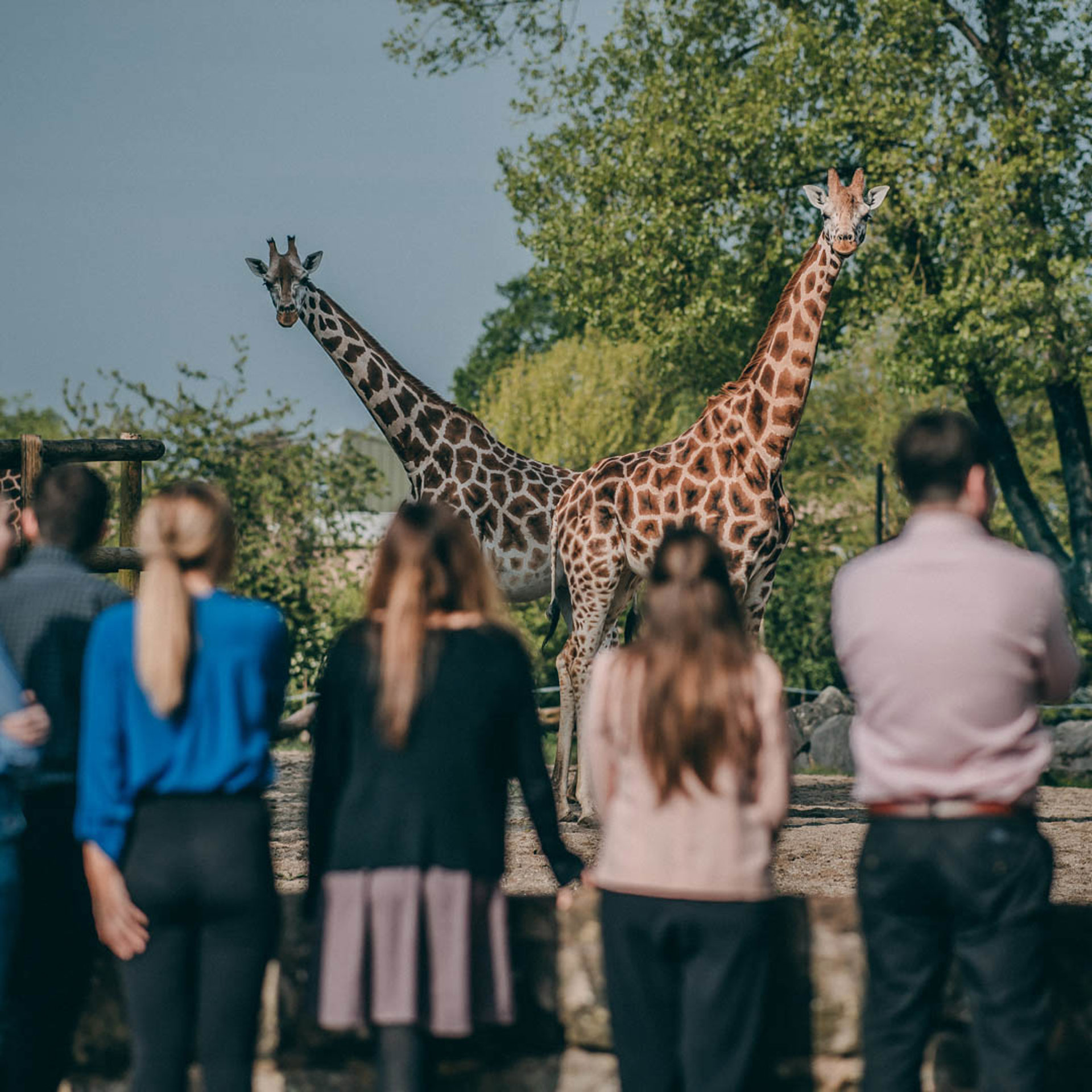 Visitors Standing Infront Of The Giraffes