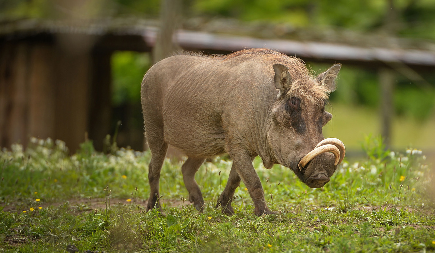 Warthog In The Zoo 2016 Desktop