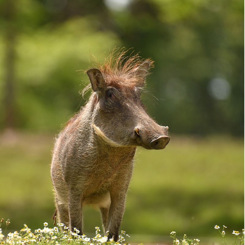 Warthog In The Zoo 2016 Square 2