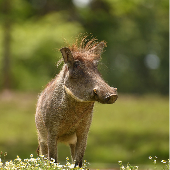 Warthog In The Zoo 2016 Square 2