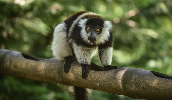 White Belted Ruffed Lemur In The Zoo Desktop