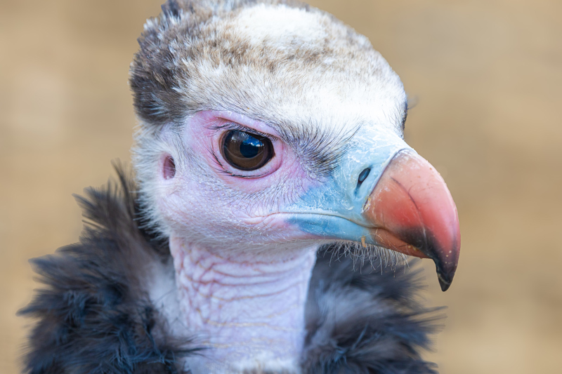 White Headed Vulture (1)