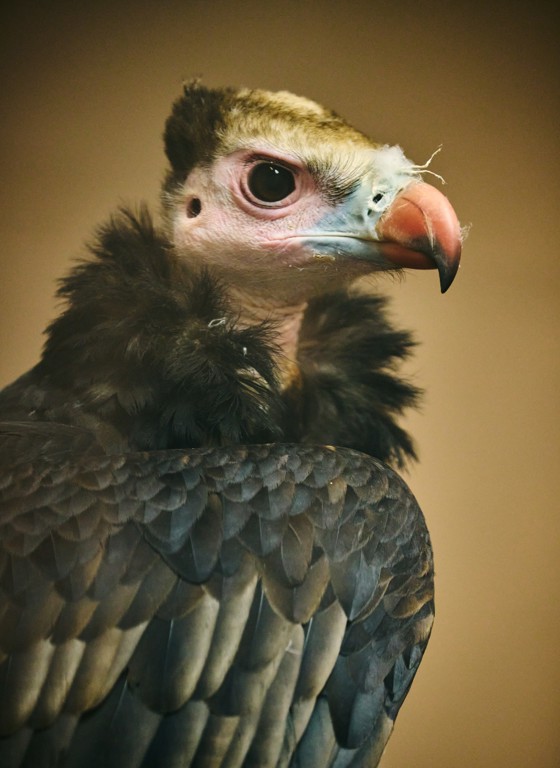 White Headed Vulture