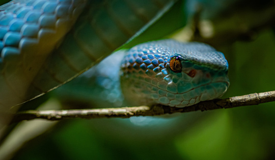 White Lipped Island Pit Viper 1