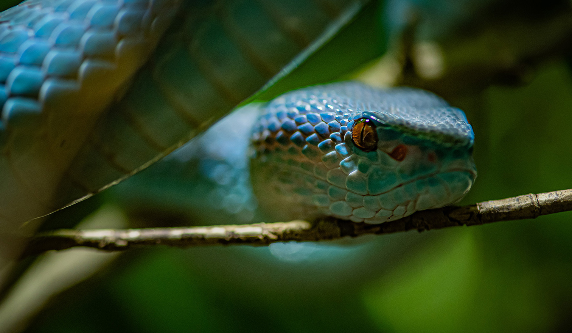 White Lipped Island Pit Viper 1