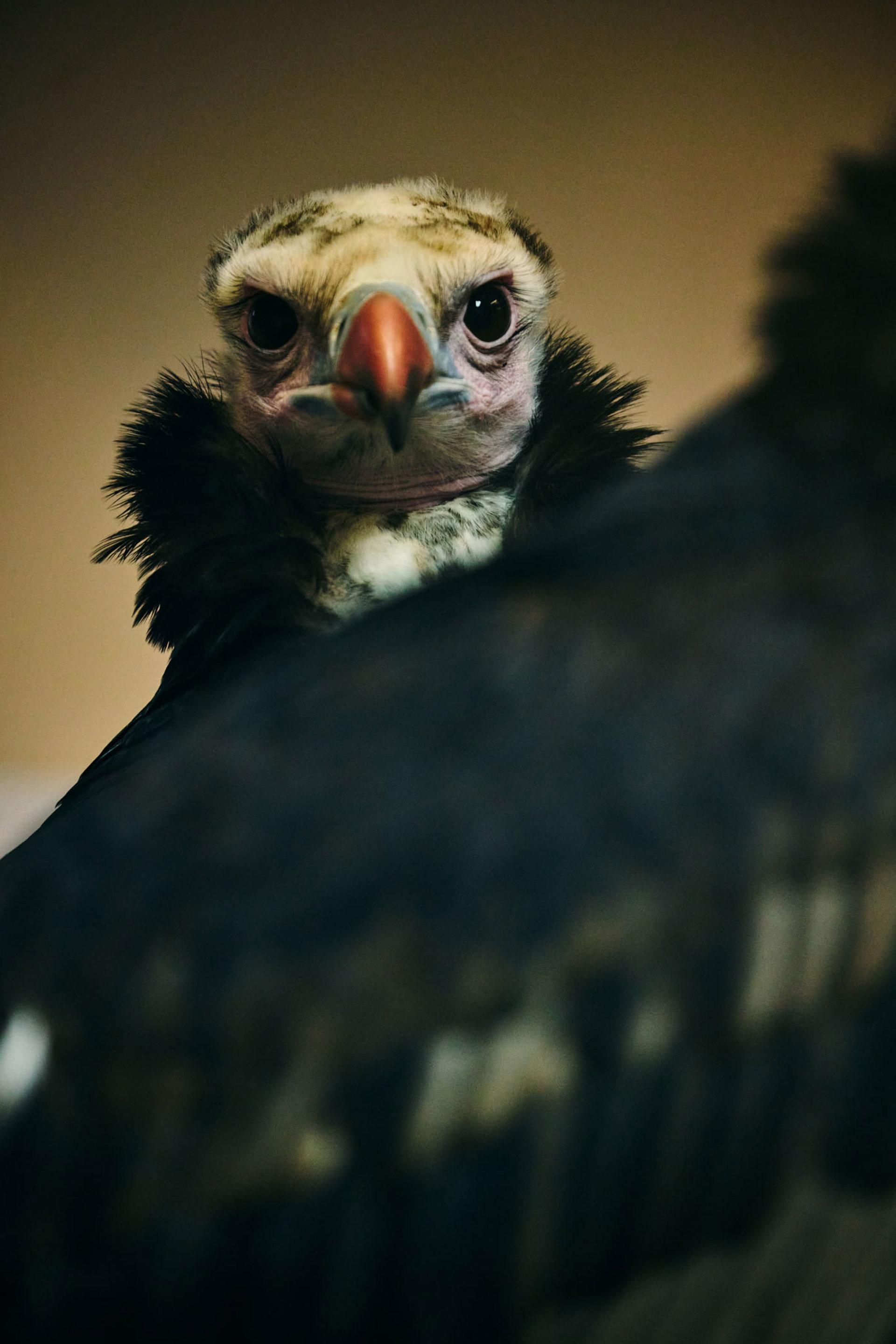 White Headed Vulture 024 2