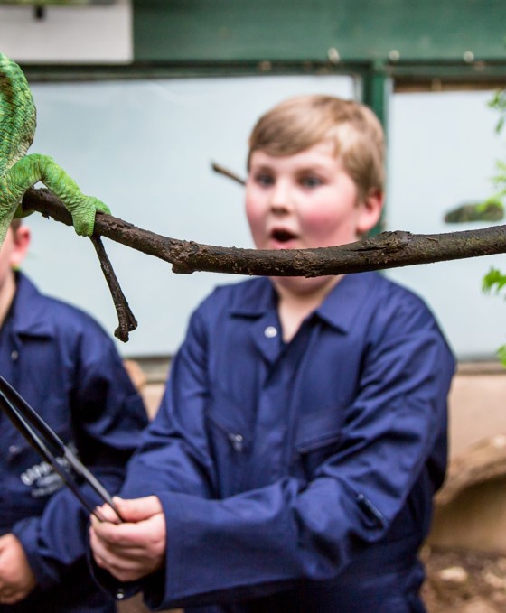 Young Boy Feeding A Chameleon PORTRAIT