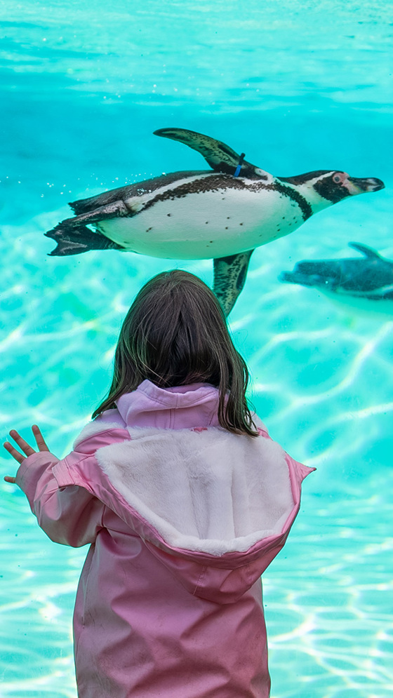 Young Girls Looking Into Penguin Pool