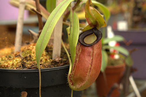 Nepenthes pitcher plant