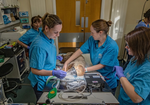 Rico the sloth having dental surgery