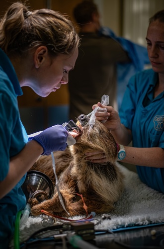 Rico the sloth undergoing pioneering dental surgery
