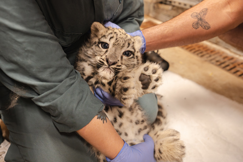 Snow leopard cub having its first health check