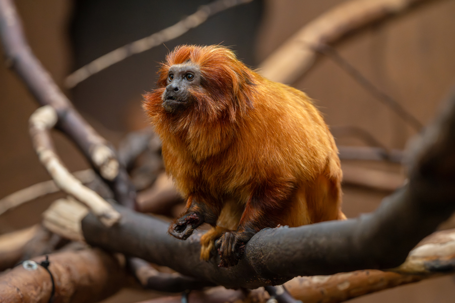 A golden-orange monkey on a branch. He is looking to the left of the image.