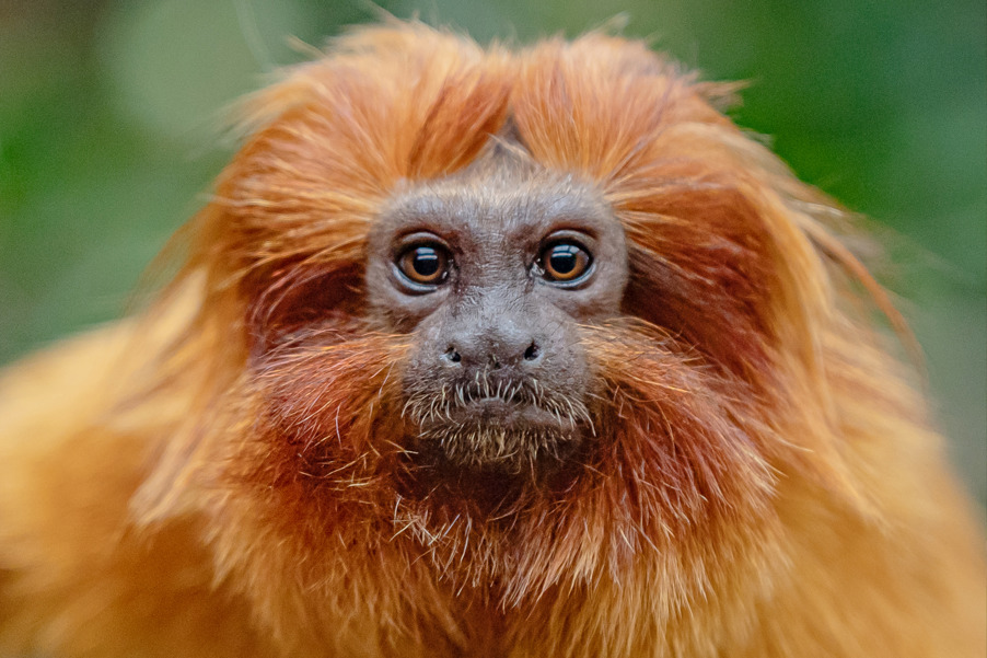 A golden monkey. It's looking straight at the camera. It has a beige-grey face and amber eyes