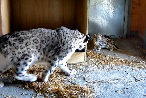 Aconservationists Celebrate As First Ever Snow Leopard Cub Is Born At Chester Zoo