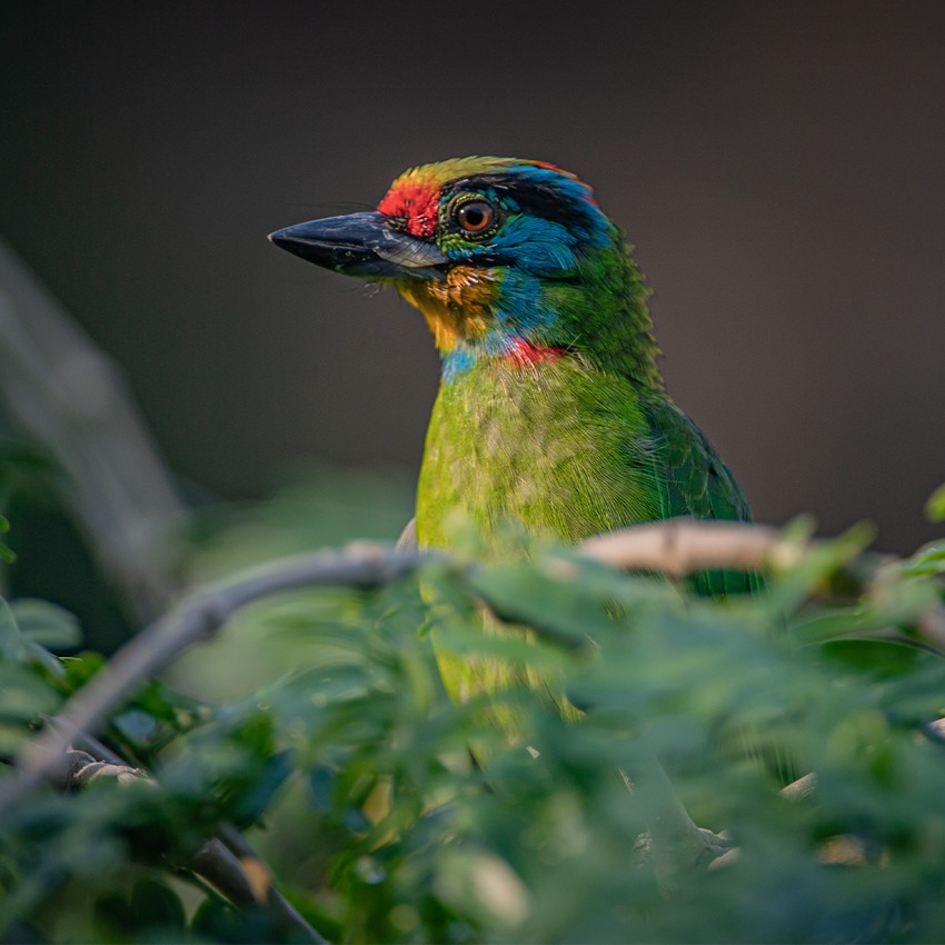 Blue Throated Barbet SQAURE