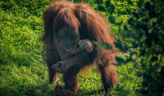 Bornean Orangutan Baby And Mum Sarikei (1)